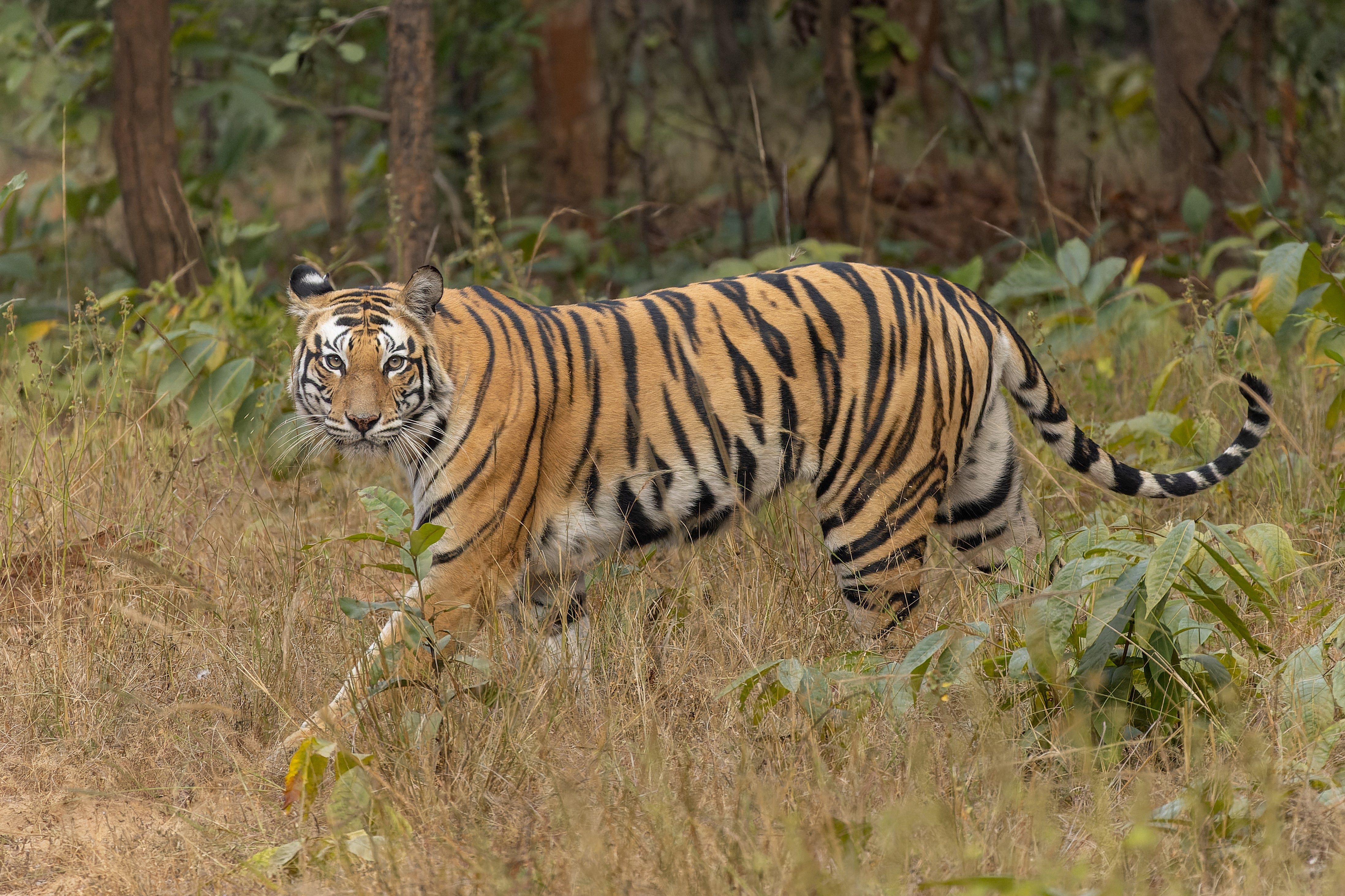 Celebrating National Tiger Day: Why KANHA Chose the Tiger as our Guide