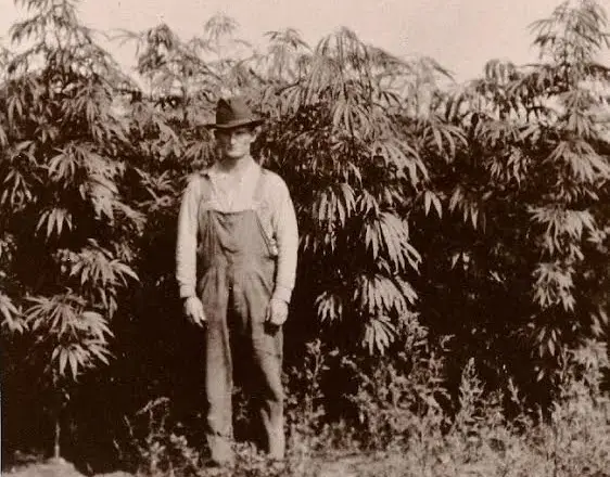 Old school image of a cannabis farmer in front of a cannabis farm