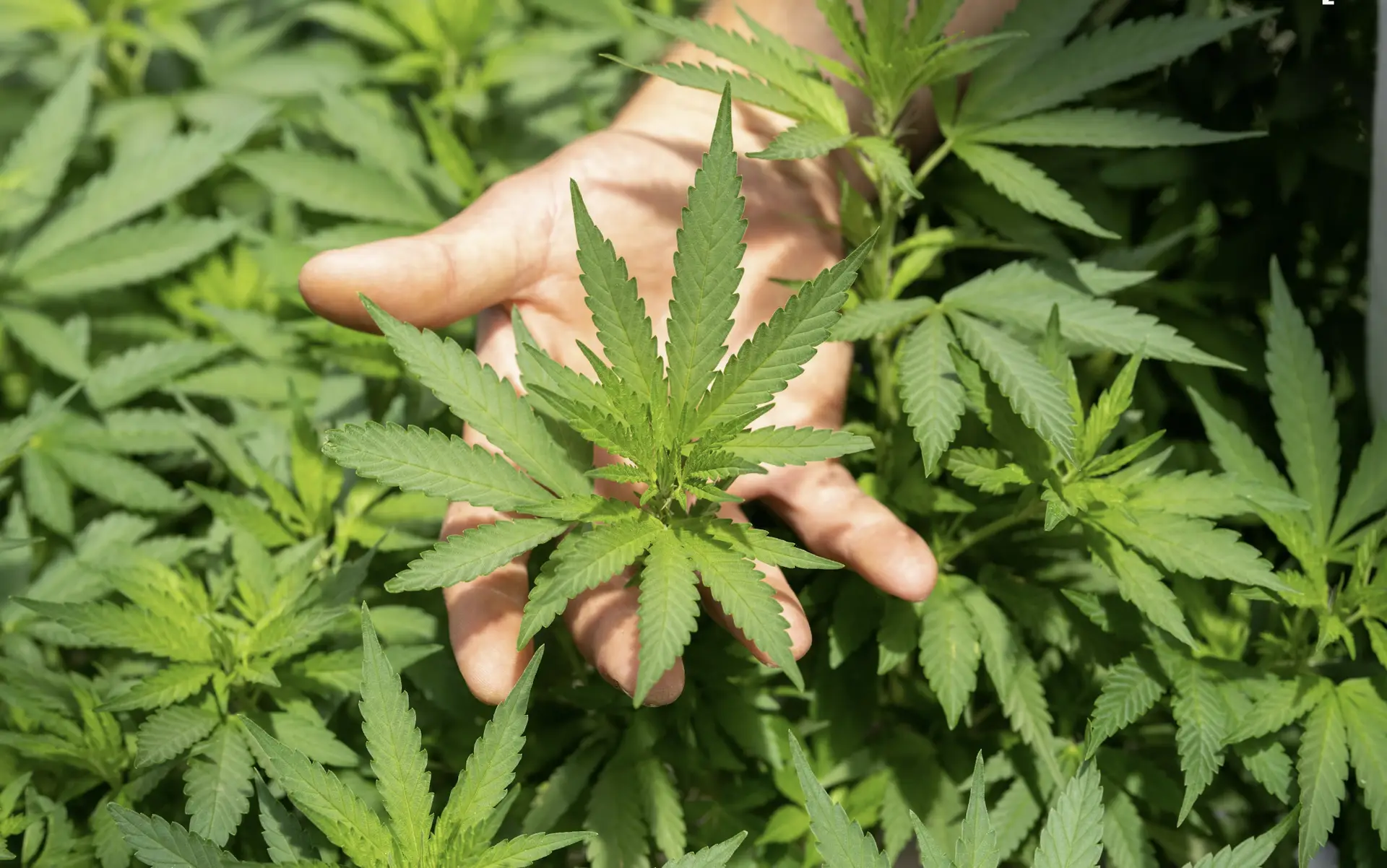 Image of a hand holding a cannabis THC plant in the sun